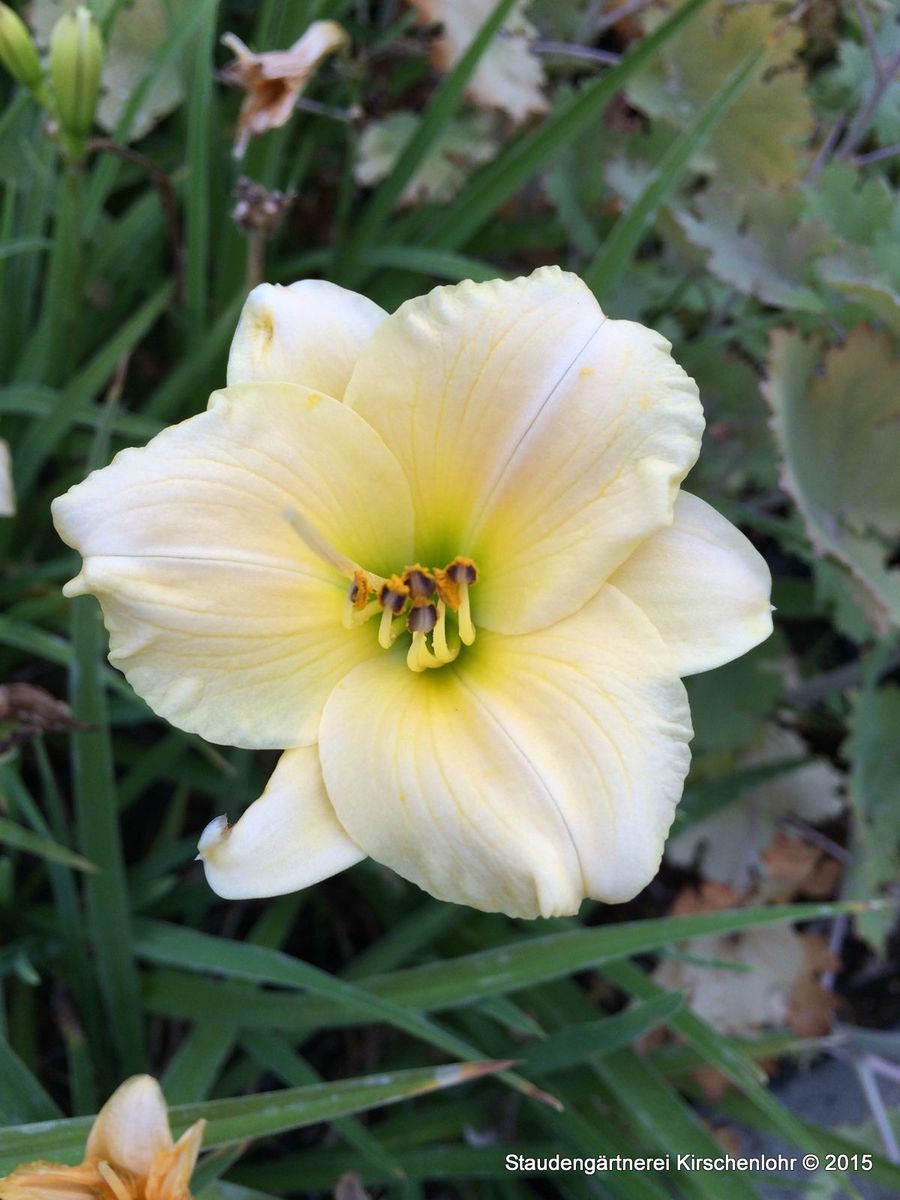 Hemerocallis 'Precious de Oro'